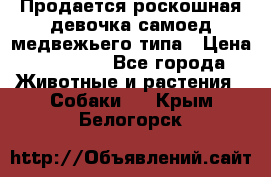 Продается роскошная девочка самоед медвежьего типа › Цена ­ 35 000 - Все города Животные и растения » Собаки   . Крым,Белогорск